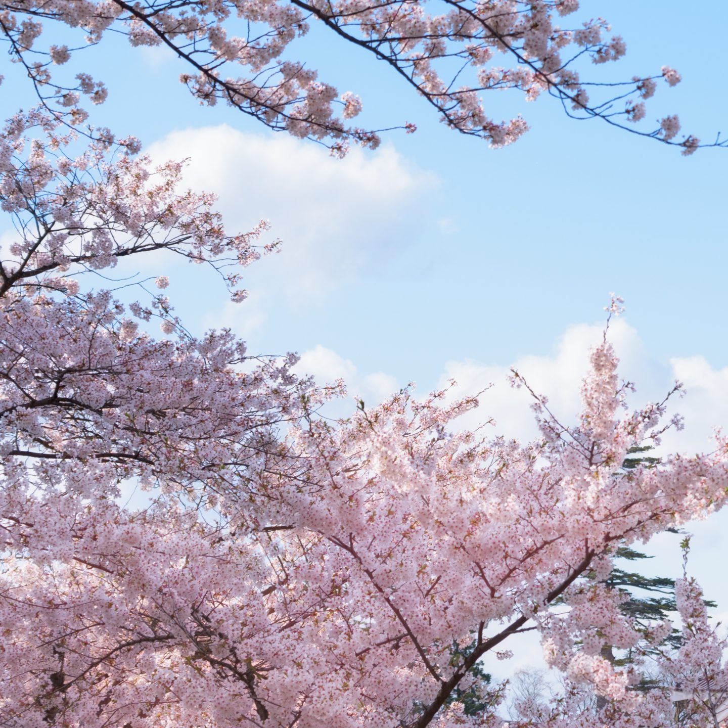Cherry blossom