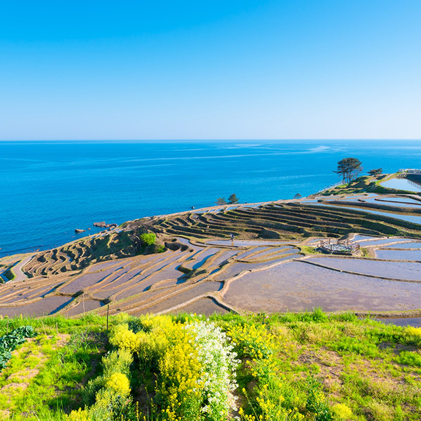 Landscape by the sea