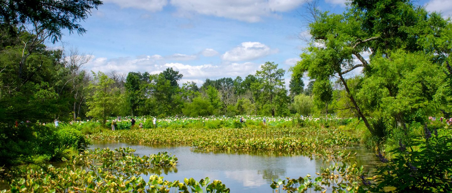 Foto von einem malerischen Teich in Washington, D. C., umgeben von üppigen Bäumen, unter einem klaren blauen Himmel