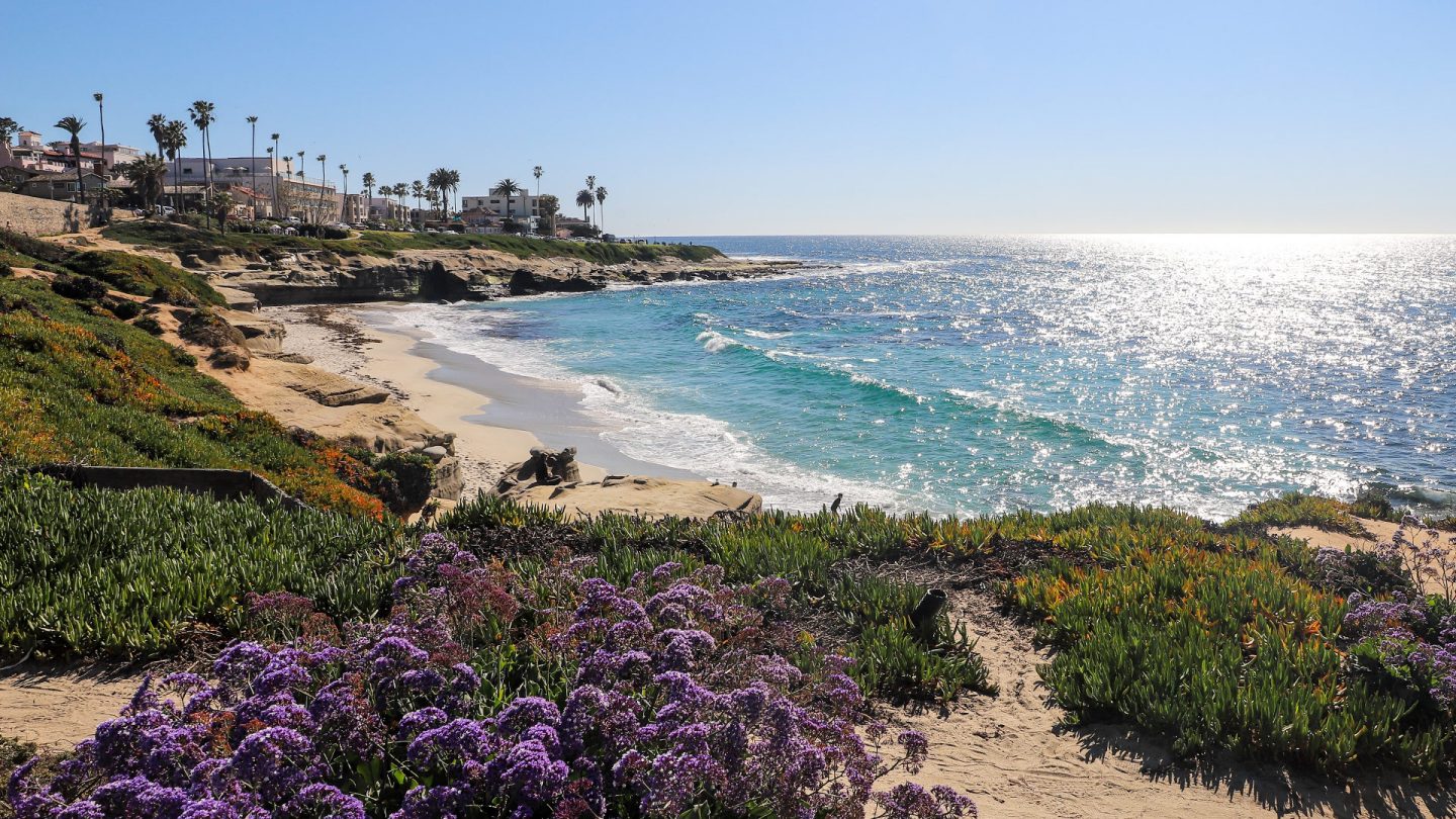San Diego coastline at La Jolla featuring a sandy beach, sparkling ocean, and purple flowers in the foreground