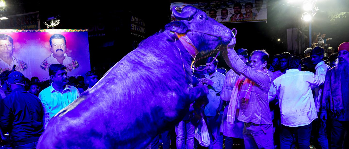 Colorful night scene of a large bull surrounded by a crowd at an outdoor event in India.
