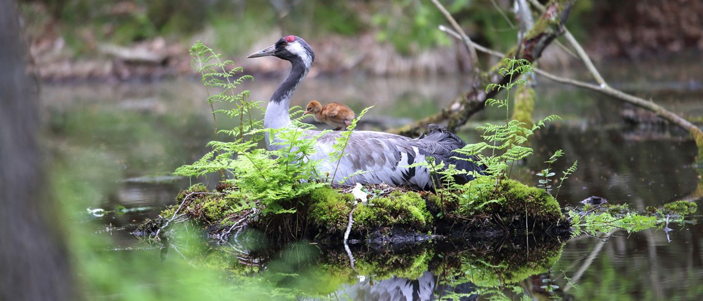 A crane sits on its nest on the water with a small chick riding on its back