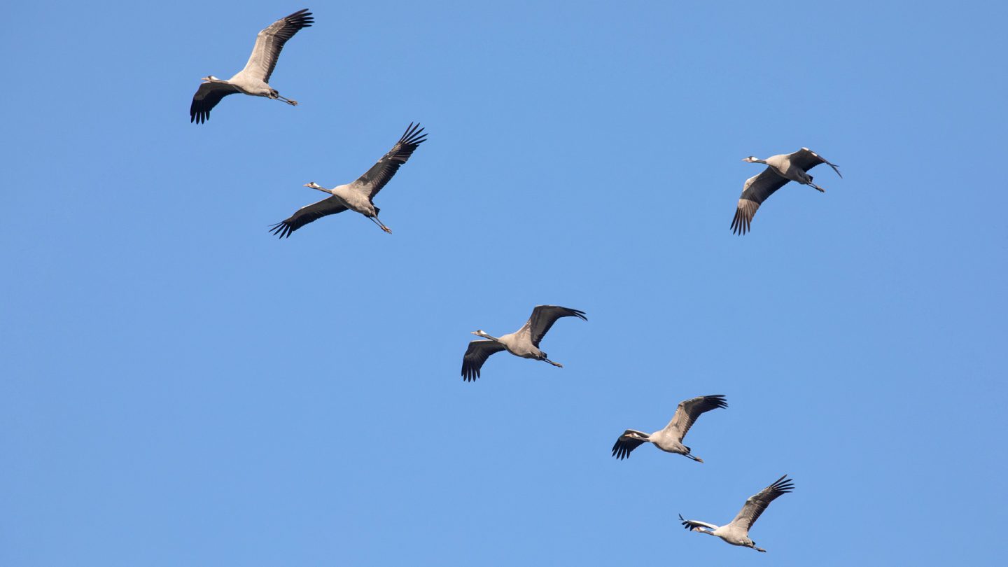 Eine Gruppe von sechs Kranichen fliegt am strahlend blauen Himmel