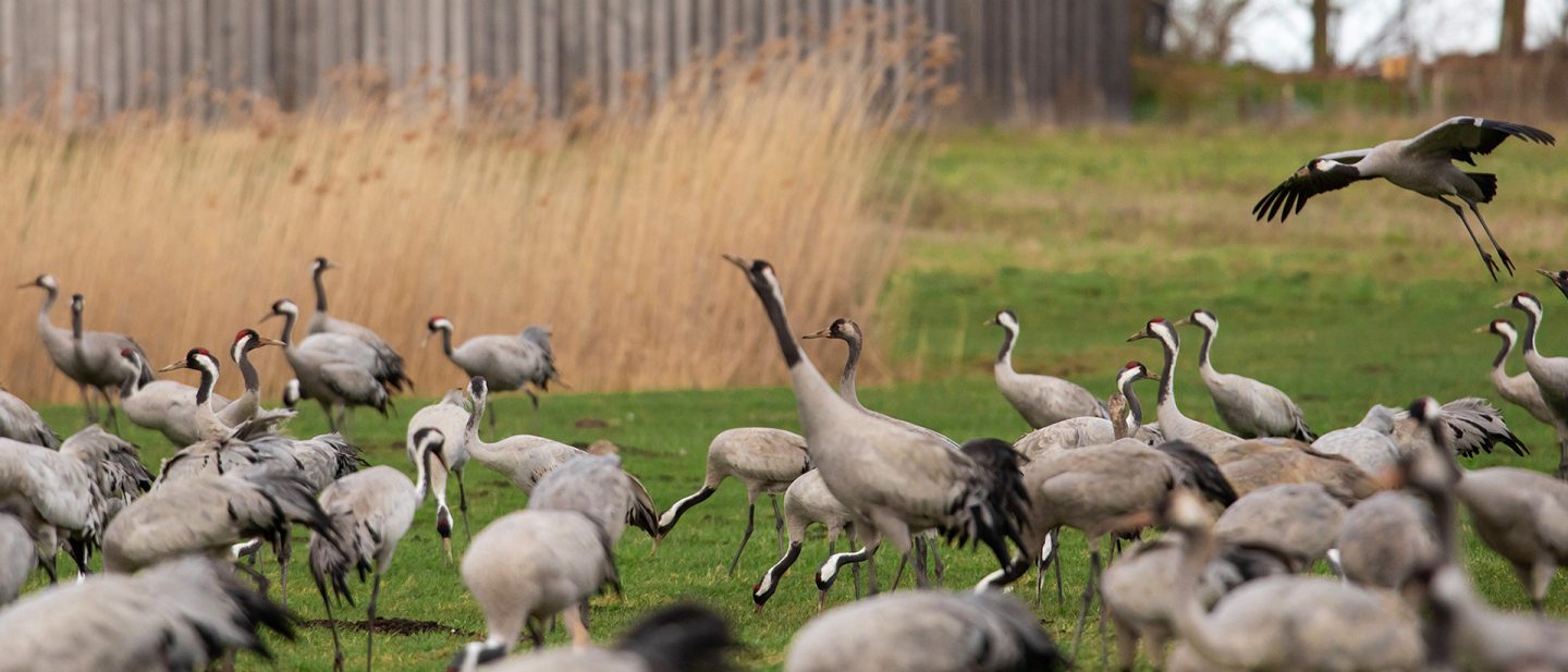 Eine große Gruppe von Kranichen auf einer grünen Wiese, während einer im Flug landet